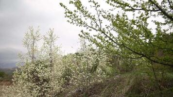 Blooming apple and cherry trees in the garden on the background of the mountains. video