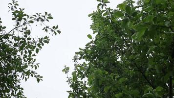 Branches of blossoming apple and cherry trees in the garden against the background of the blue sky. video