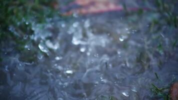 Rain pours on the ground, flowers and bushes in the spring garden. video