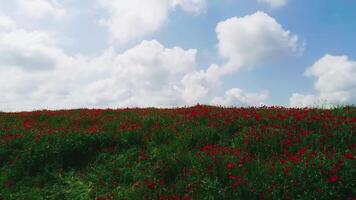 das Drohne fliegt Über das Blühen Mohn Felder. wolkig Sommer- Tag. video