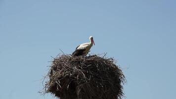 A nest of storks with birds in it against the background of a blue summer sky. video