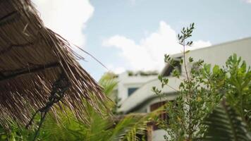 paglia tetto bungalow contro un' fondale di palma alberi e un' nuvoloso cielo. Maldive. video