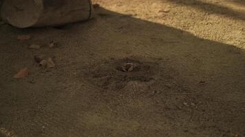 Small sea crab in the sand on the beach on the seashore among stones and grass video