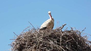 A nest of storks with birds in it against the background of a blue summer sky. video