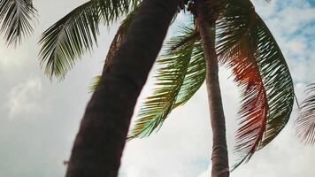 tropical Palma árvores dentro a Maldivas contra a fundo do uma nublado céu. video