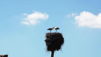 un nido de cigüeñas con aves en eso en contra el antecedentes de un azul verano cielo. video