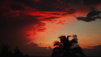 vurig rood tropisch zonsondergang met wolken over- de zee. Daar zijn palm bomen in de achtergrond. video