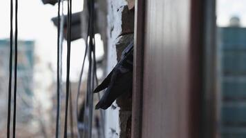 ein Taube sitzt auf das Fenster gegen das Hintergrund von ein schneebedeckt Stadt. video