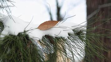 Kiefer Ast mit Eis und Schnee auf das Hintergrund von Schneeverwehungen. video