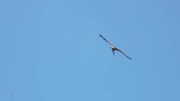 Flight of a stork against the background of a blue summer sky. Slow motion. video