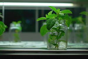 ai generado planta investigación, verde planta en un vaso tarro en un laboratorio. ecológico cría y planta desarrollo. foto