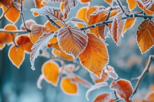 AI generated Orange beech leaves covered with frost in late fall or early winter. photo