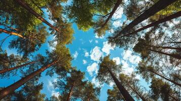 ai generado alto arboles en contra el cielo, pino bosque foto