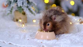 A funny shaggy fluffy hamster nibbles feed seeds from a bowl on a Christmas background with fairy lights and bokeh video