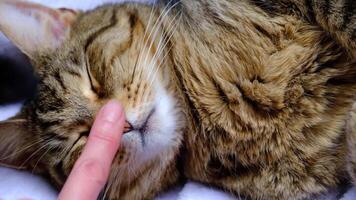 The owner touches the cat by the nose with his finger, tries to wake him up, but cat is sleeping sweetly and soundly in a white armchair, breathing and stretching. Home comfort, sleeping cat close-up video