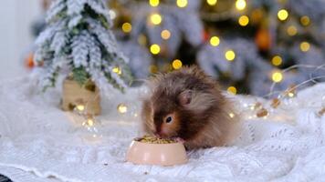 A funny shaggy fluffy hamster nibbles feed seeds from a bowl on a Christmas background with fairy lights and bokeh video