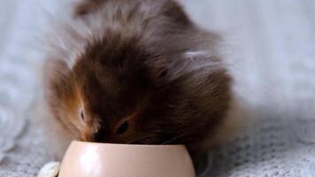 gracioso mullido sirio hámster come mordiscos alimentar semillas desde un bol, telas su las mejillas. comida para un mascota roedor, vitaminas de cerca video