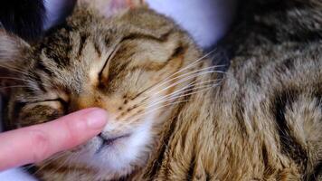 das Inhaber berührt das Katze durch das Nase mit seine Finger, versucht es zu aufwachen ihm hoch, aber Katze ist Schlafen süß und solide im ein Weiß Sessel, Atmung und dehnen. Zuhause Kompfort, Schlafen Katze Nahansicht video