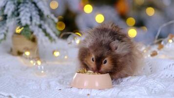 A funny shaggy fluffy hamster nibbles feed seeds from a bowl on a Christmas background with fairy lights and bokeh video