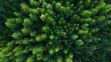 Flight over the coniferous forest. Canada video