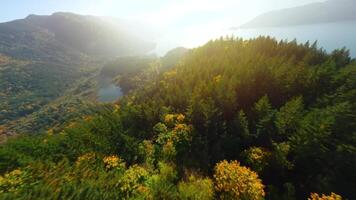 FPV Aerial view of colourful forest on mountain slopes. Harrison Lake, Canada video