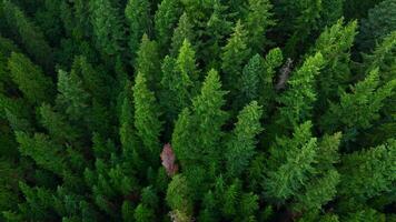 Flight over the coniferous forest. Canada video