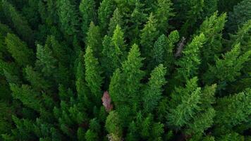 volo al di sopra di il conifero foresta. Canada video