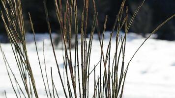 Plant moving with the wind in the snowy forest video