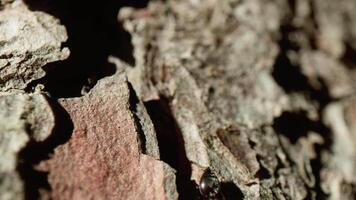 fourmis rouge tête en marchant sur le tronc de une arbre video