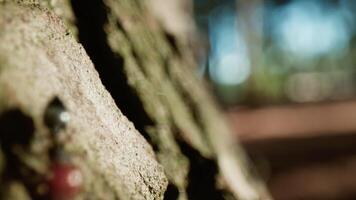 Ants Walking on the Trunk of a tree in a forest video