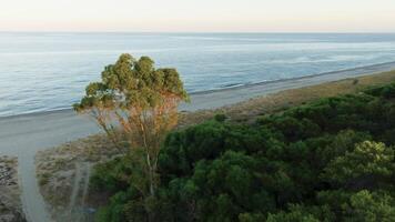 Relaxing beach with pine forest trees near the ocean after sunset video