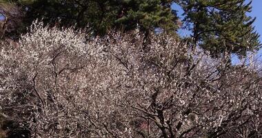 White plum flowers at Atami plum park in Shizuoka daytime handheld shot video