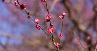 rood Pruim bloemen Bij atami Pruim park in shizuoka dag video