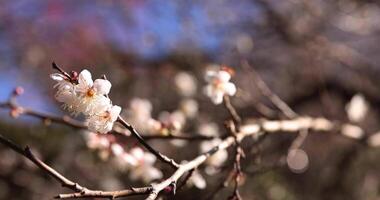 White plum flowers at Atami plum park in Shizuoka daytime close up video