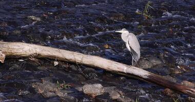 el japonés grua en el río en otoño tiempo de día telefotográfico Disparo video