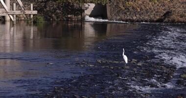 The Japanese crane on the river in autumn daytime video