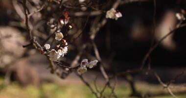 White plum flowers at Atami plum park in Shizuoka daytime handheld shot video