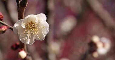 wit Pruim bloemen Bij atami Pruim park in shizuoka dag dichtbij omhoog handheld video