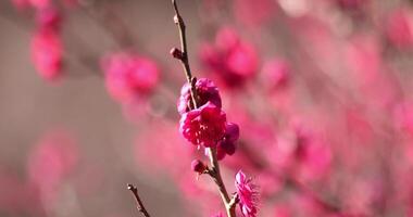 röd plommon blommor på atami plommon parkera i shizuoka dagtid stänga upp video