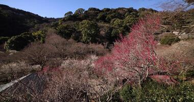 Red plum flowers at Atami plum park in Shizuoka daytime wide shot video