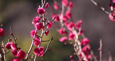 Red plum flowers at Atami plum park in Shizuoka daytime video