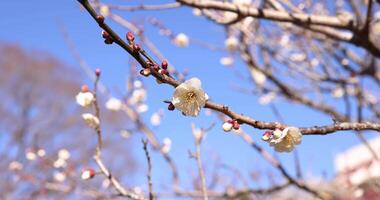 White plum flowers at Atami plum park in Shizuoka daytime close up video