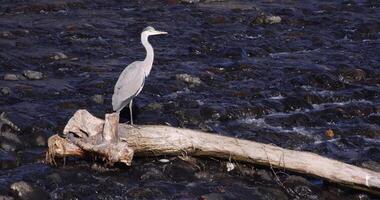 The Japanese crane on the river in autumn daytime telephoto shot video