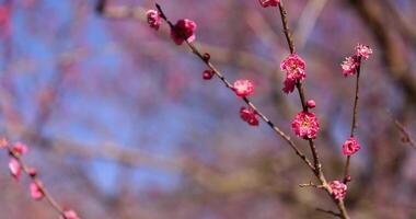 Red plum flowers at Atami plum park in Shizuoka daytime video