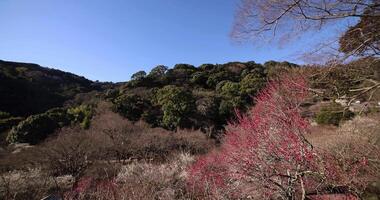 Red plum flowers at Atami plum park in Shizuoka daytime wide shot tilt down video