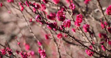 Red plum flowers at Atami plum park in Shizuoka daytime video