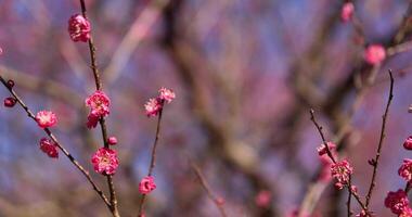 Red plum flowers at Atami plum park in Shizuoka daytime video