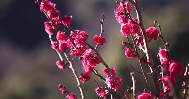 rood Pruim bloemen Bij atami Pruim park in shizuoka dag video