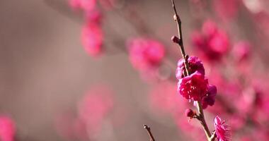 röd plommon blommor på atami plommon parkera i shizuoka dagtid stänga upp video