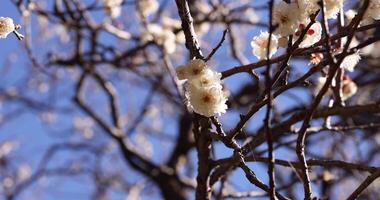 vit plommon blommor på atami plommon parkera i shizuoka dagtid stänga upp handhållen video